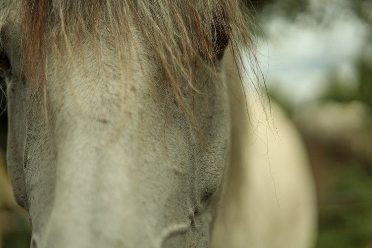 Dr. Sabine Schröder, Traumatherapie und Coaching mit Pferden